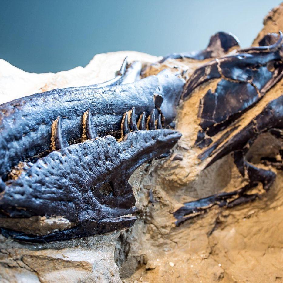 Young T. rex or a new dinosaur? New bones add to the debate